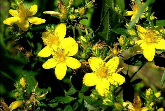 A herba de San Xoán é unha planta medicinal que axuda coa prostatite