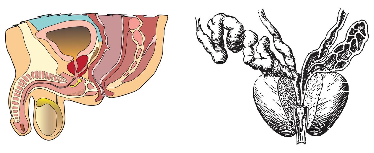 Anatomía da próstata